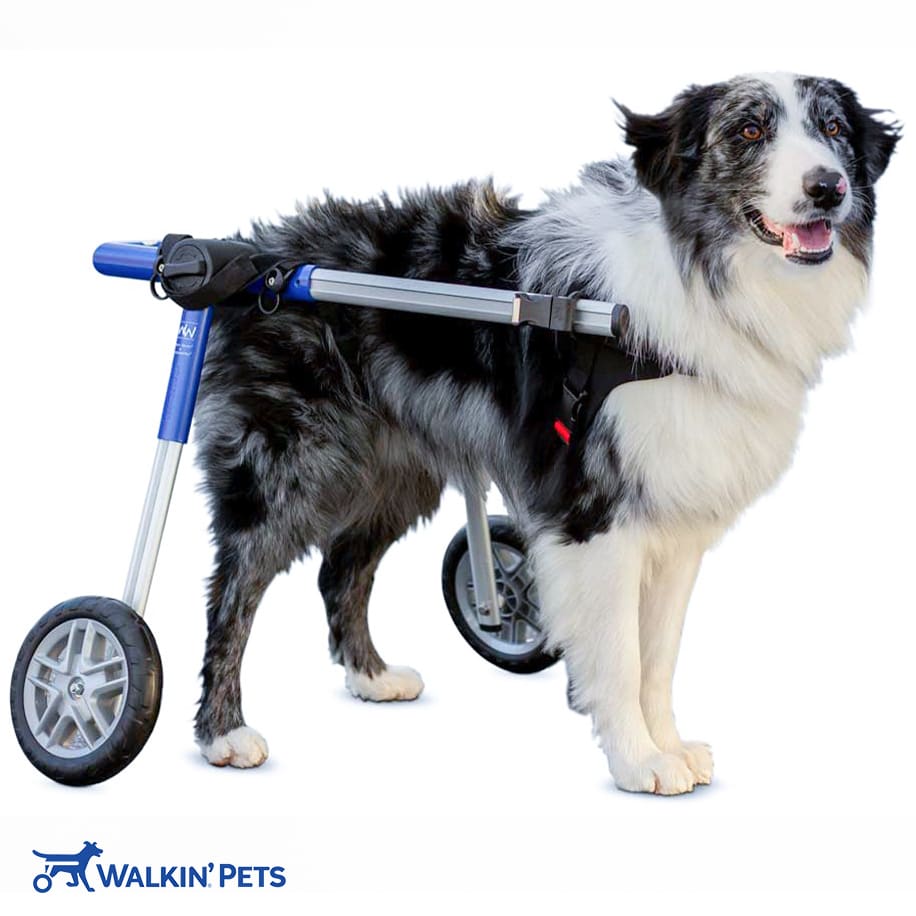 rear dog wheelchair medium sized dog